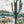 Desert landscape with a cactus and mountains in the background