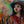 Pioneer  image 0